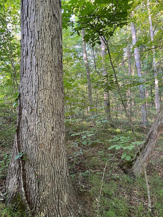 0 Tabernacle Rd, Massieville, OH 45601 - photo 3