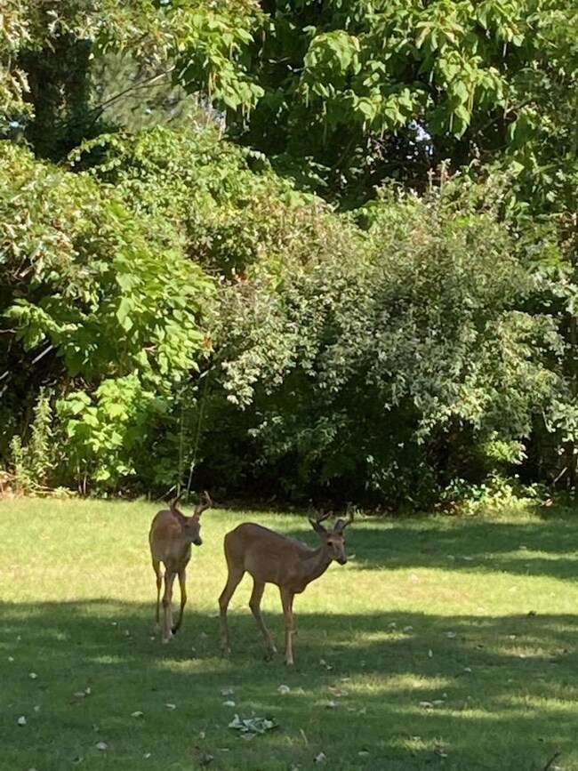 9690 Community Hall Rd, Union Pier, MI 49129 - photo 4