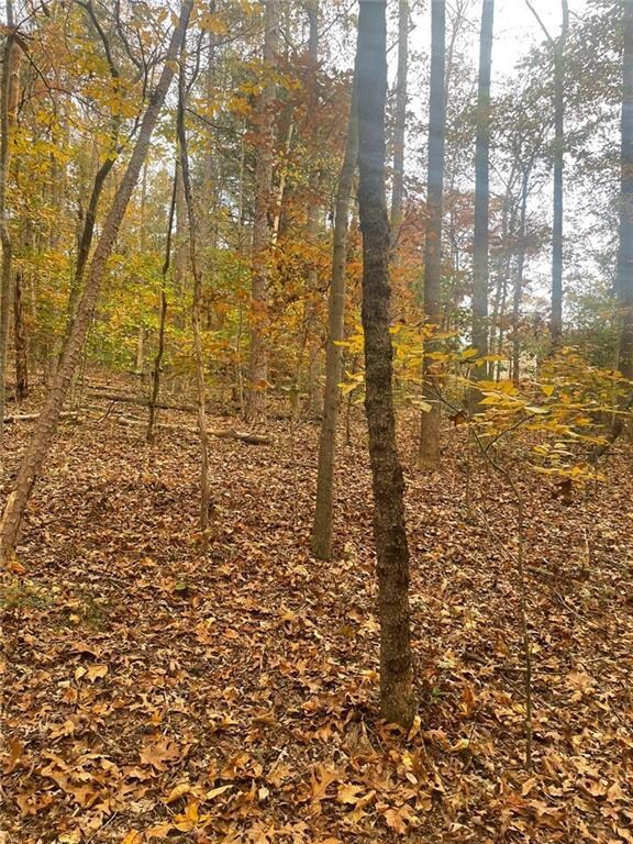 View of local wilderness