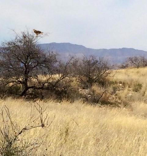 unlisted-address, Cornville, AZ 86325 - photo 7