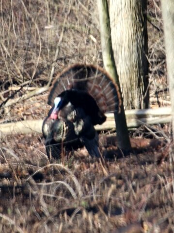 73 AC Alpine Rd, Brooklyn, WI 53521 - photo 7