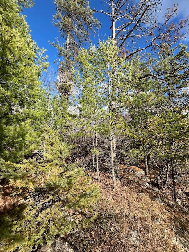 View of local wilderness