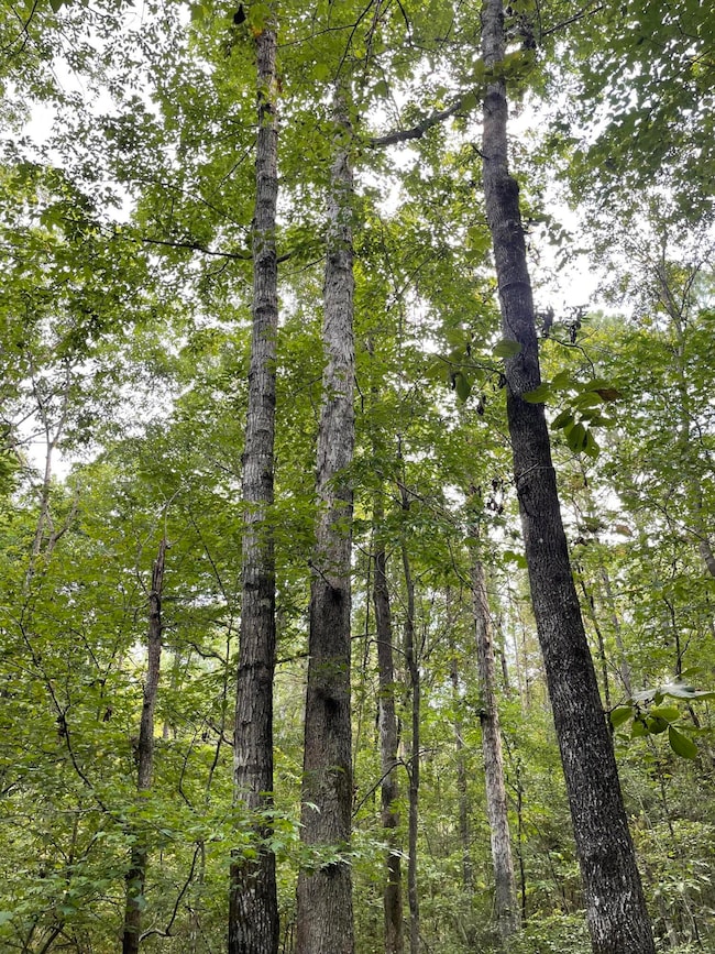 0 Coleman Rd Ms 13 unit 134645, Oak Vale, MS 39656 - photo 3