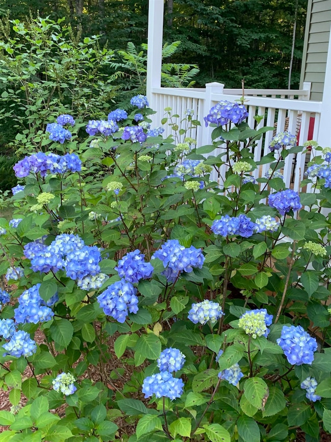 Blooms coming this summer!