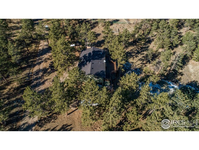 The tranquility of the forest