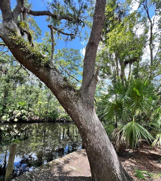 1528 NE Palm St, Steinhatchee, FL 32359 - photo 4