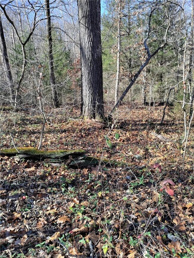 1 Munster Dr, Bella Vista, AR 72715 - photo 3