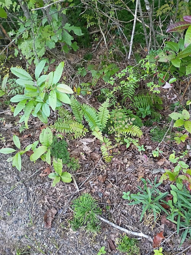 00 Toney Rd, Bostic, NC 28018 - photo 7