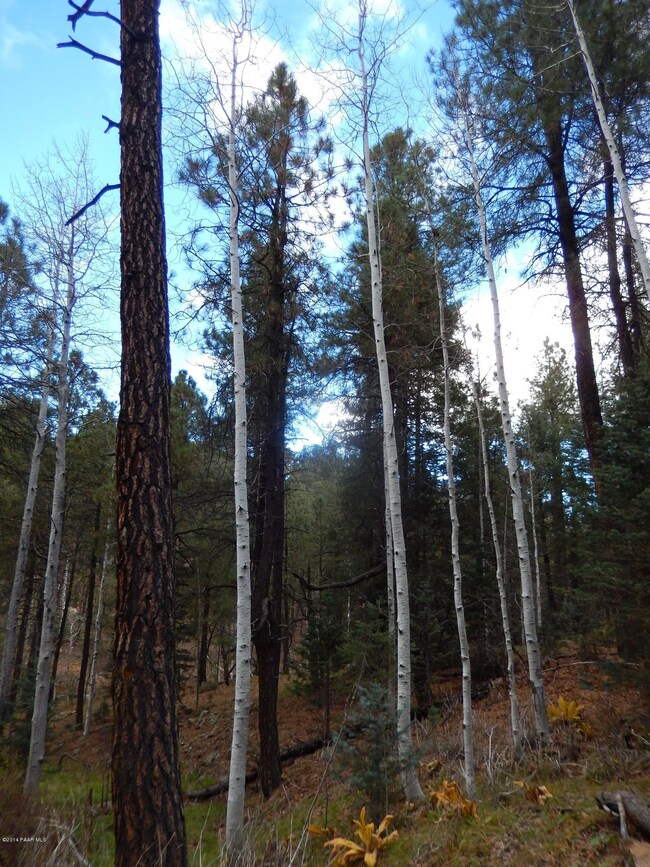 Lots Of Aspens