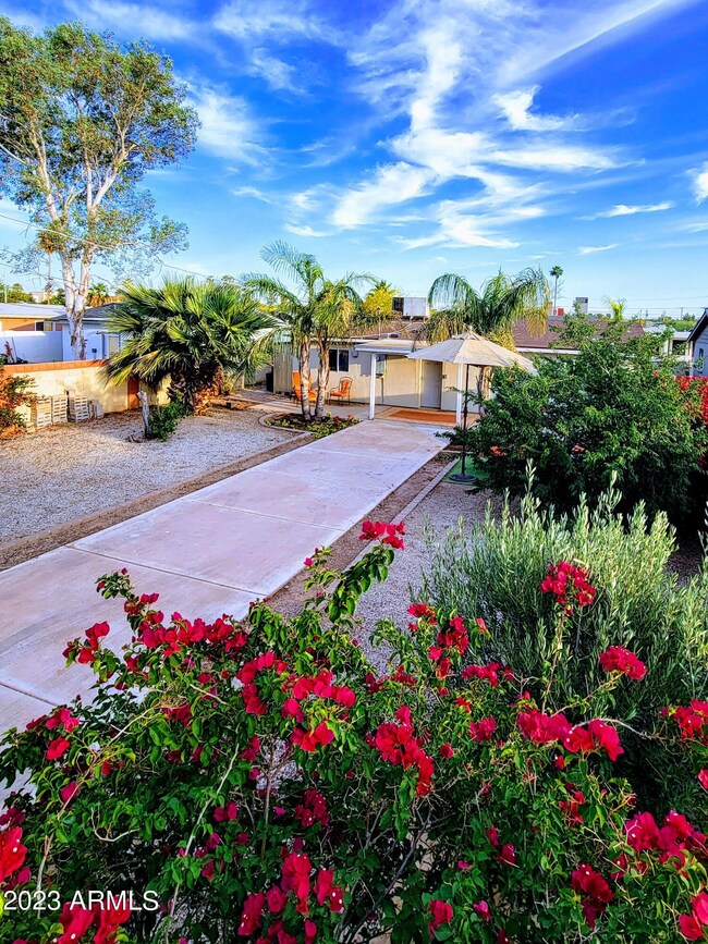 Back Yard1