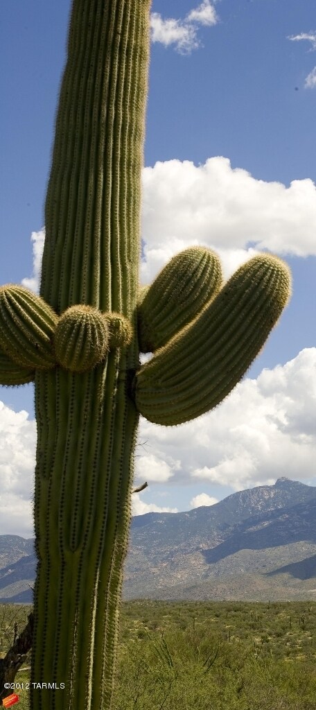 rincon peak catcus