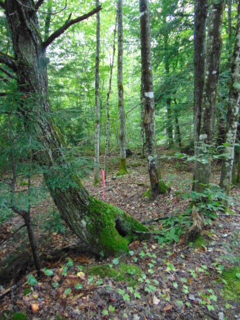Easement
