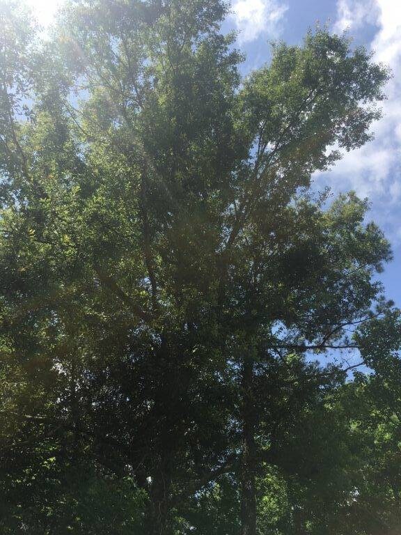 1 Allenwood Dr, Canton, MS 39046 - photo 5