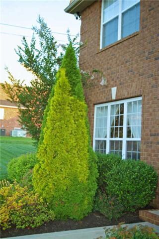 Nice landscaping