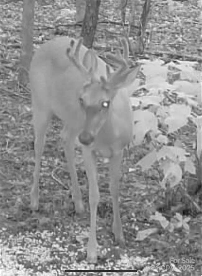 V/L Southern Way, Nebo, NC 28761 - photo 7