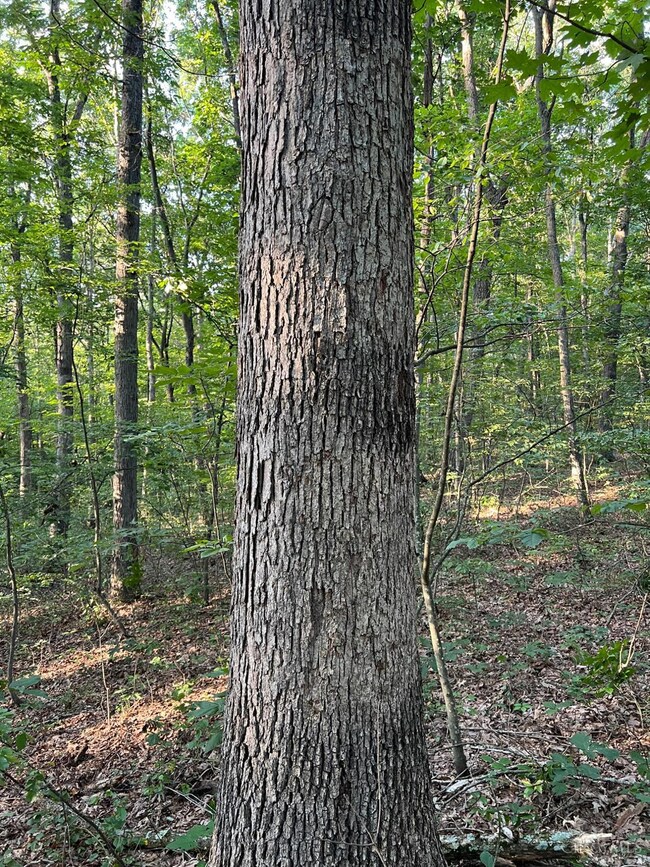 0 Tabernacle Rd, Massieville, OH 45601 - photo 6