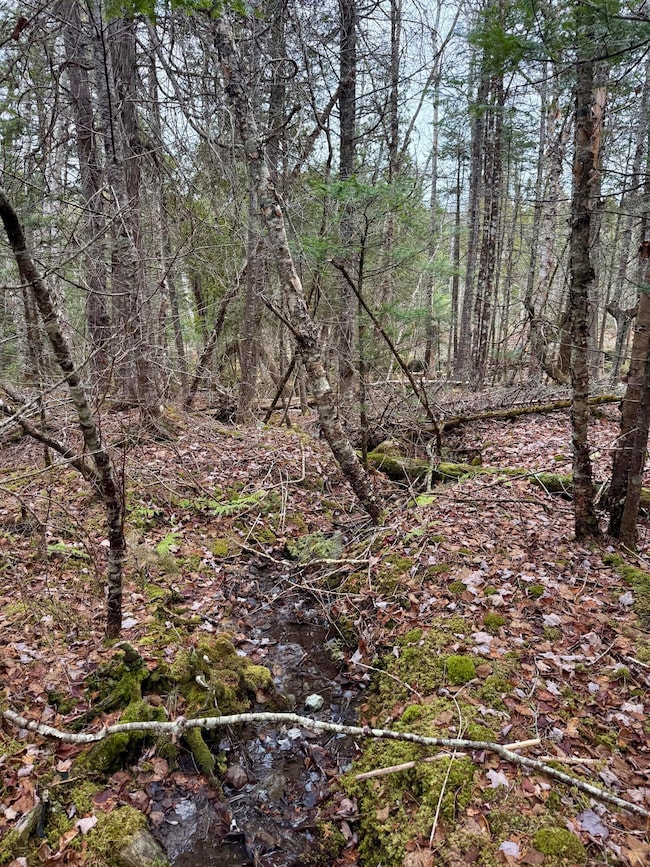 L1 Lively Brook Acres, Whiting, ME 04691 - photo 4