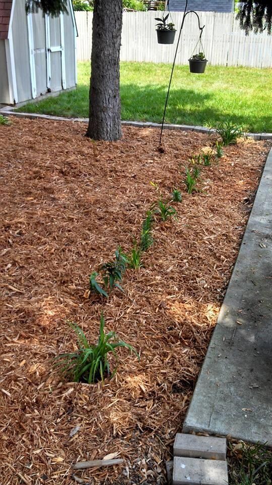Backyard Landscaping