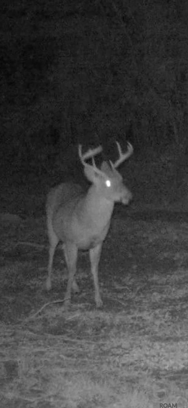 TBD Aunt Margies Rd, Greensburg, LA 70441 - photo 2