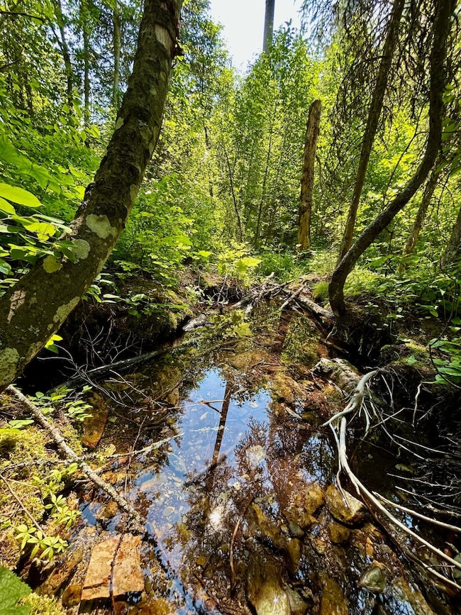 Nhn McMannamy Draw, Kalispell, MT 59901 - photo 7