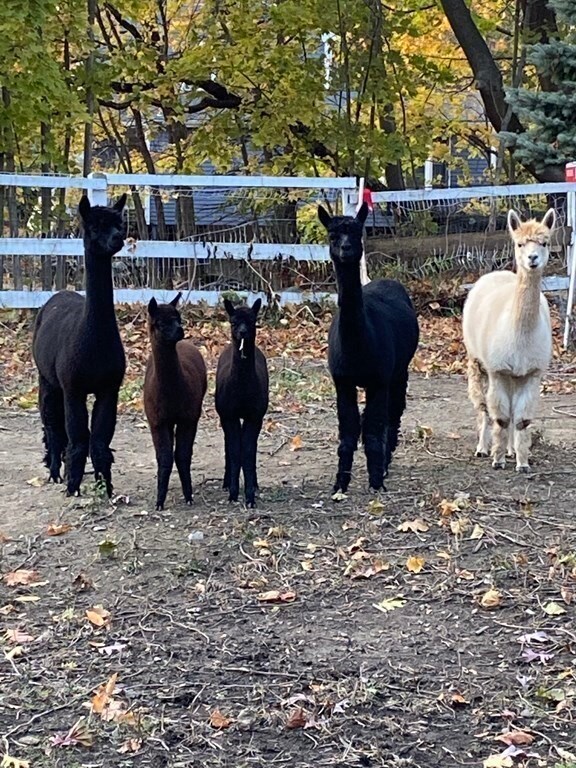 36 Summer St, Lexington, MA 02420 - photo 2