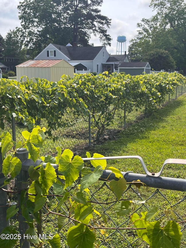 Frost Grape Vine