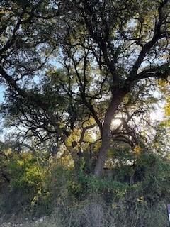 Big Oak Trees