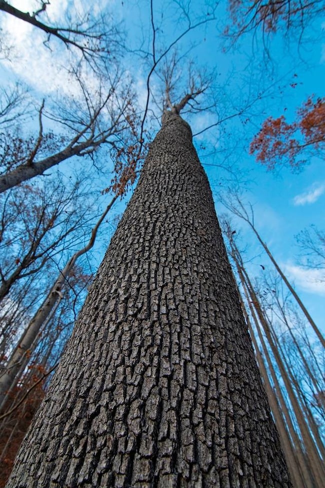 0 Parsons Dr, Mullens, WV 25882 - photo 7