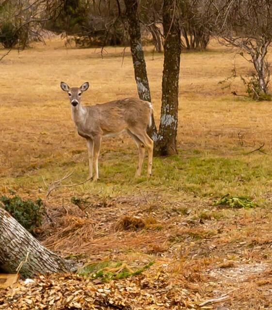 587 Oxen Trail, Fredericksburg, TX 78624 - photo 5