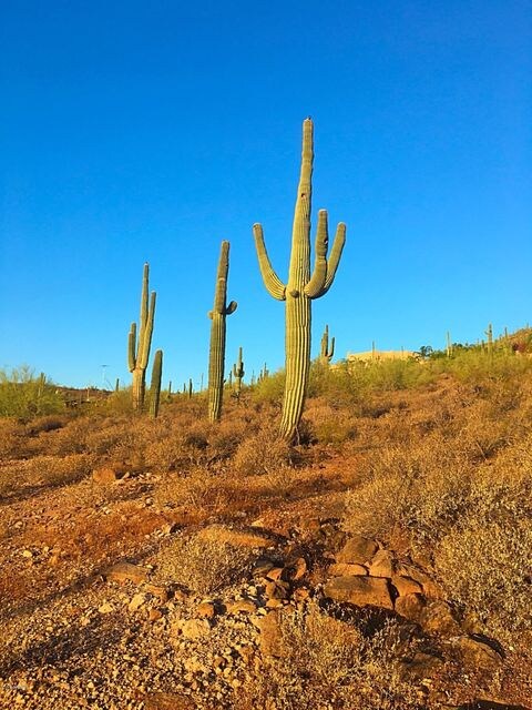 Mature saguaros on lot