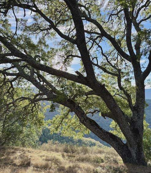 0 Via Vespero unit ML82028048, San Jose, CA 95120 - photo 3