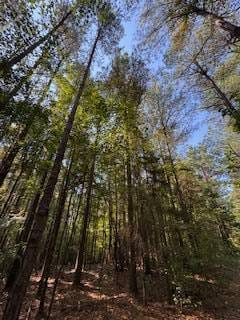 1807 N Sappa Rd, Eupora, MS 39744 - photo 3