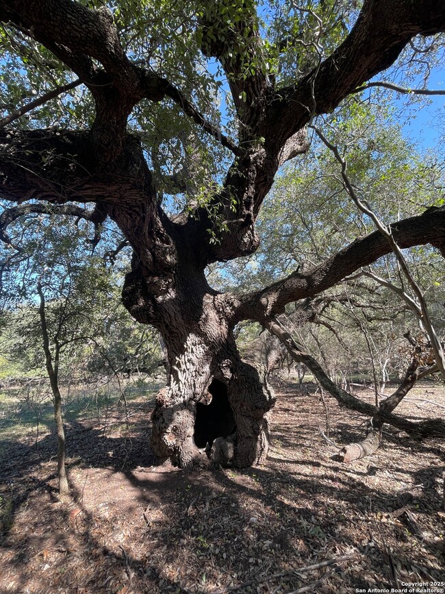 686 County Road 545, Hondo, TX 78861 - photo 7