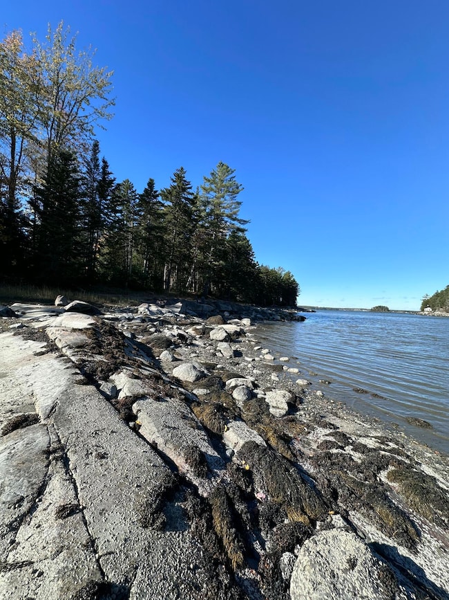 Shoreline view of cove