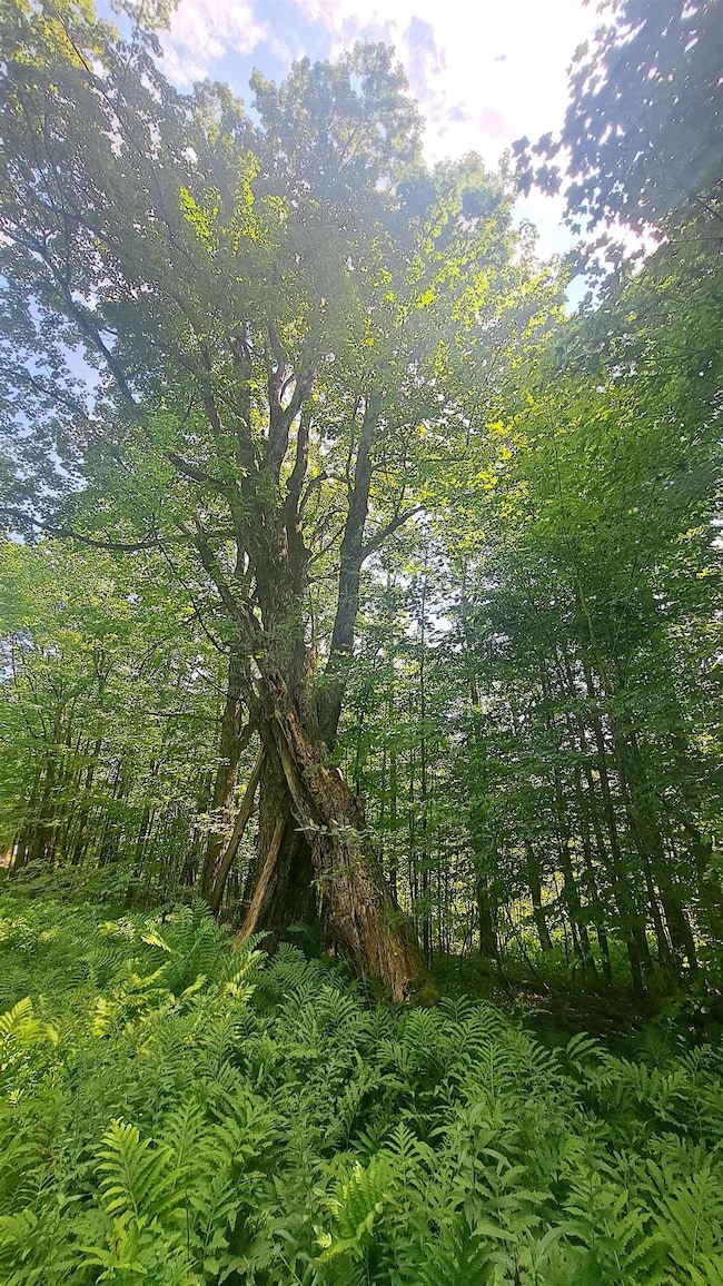 Large old maple tree