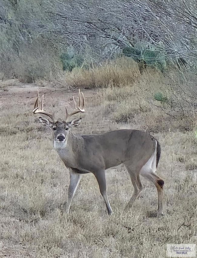 318 Haynes Rd, Zapata, TX 78706 - photo 5