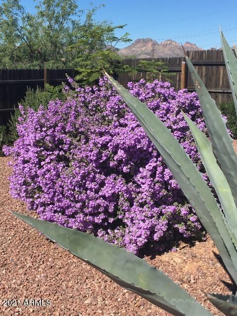 Backyard landscape