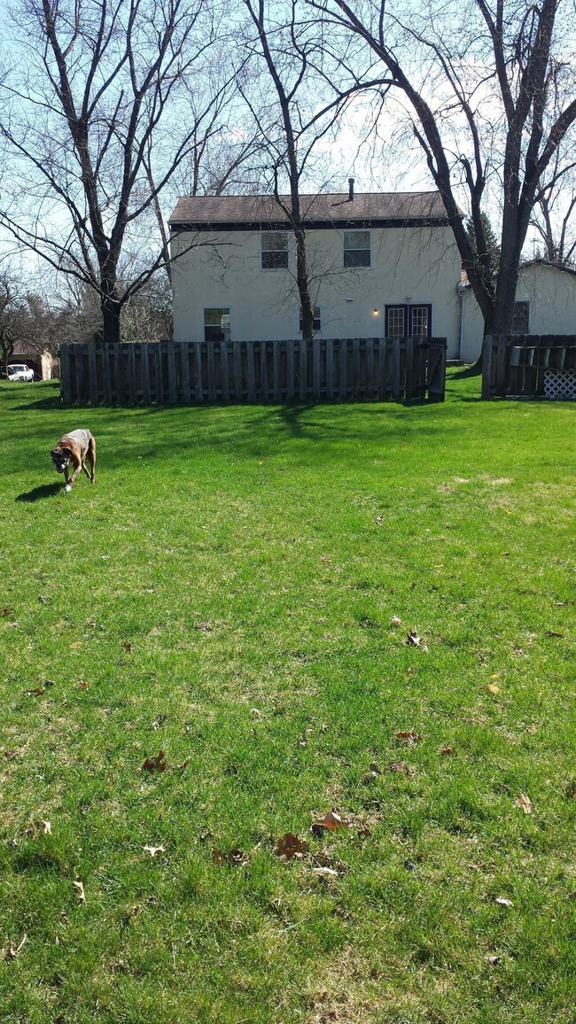 Backyard 4