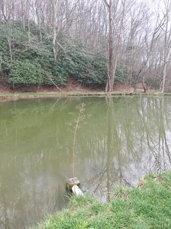 Fish in your own pond. There are ducks to enjoy as