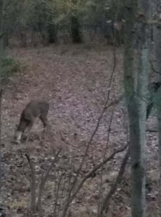 V/L W 14 Mile Rd, Lilley Township, MI 49309 - photo 4