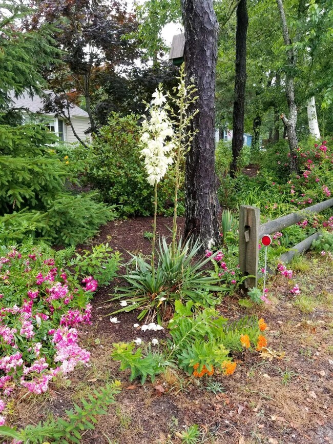 58 Aunt Debbys Rd, Dennis Port, MA 02639 - photo 7