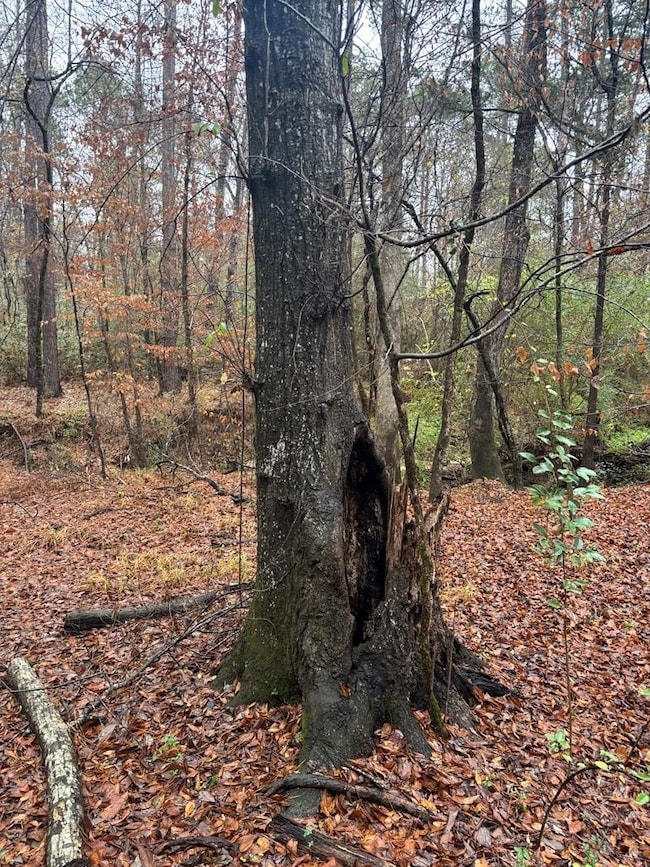 1206 Rock Bridge Dr, Columbus, GA 31904 - photo 5