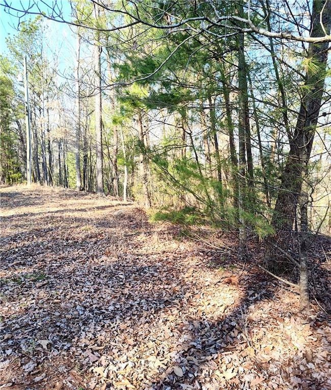 View of local wilderness