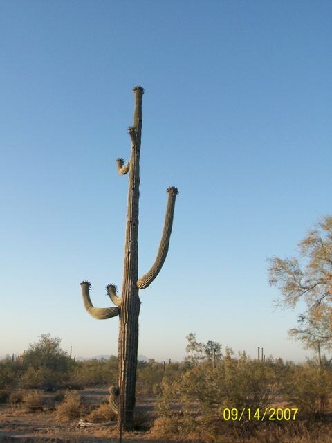 beautiful desert landscape