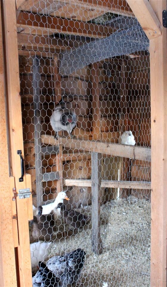 You can have lots of poultry or small farm animals