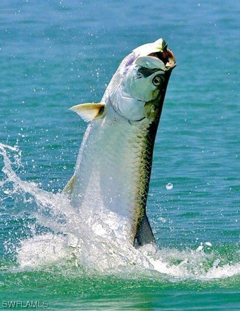 Corner Lot Beacon Ln, Bokeelia, FL 33922 - photo 3