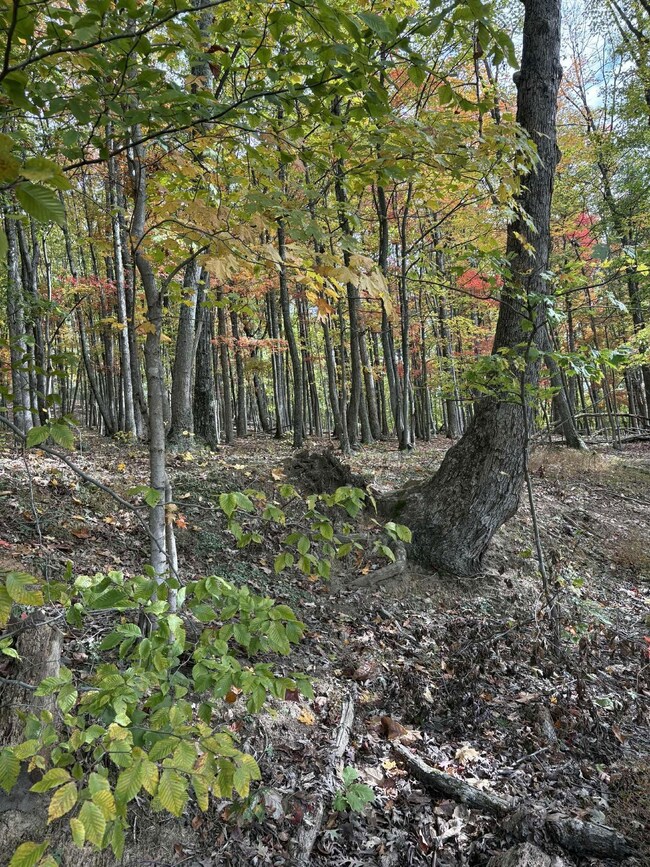 Pine Grove Ch Spur Rd, Vanceburg, KY 41179 - photo 4