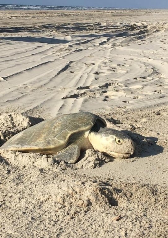 5601 Texas 361 unit 107, Port Aransas, TX 78373 - photo 7