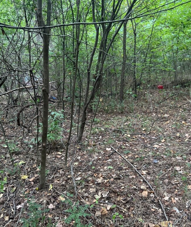 View of treed back yard