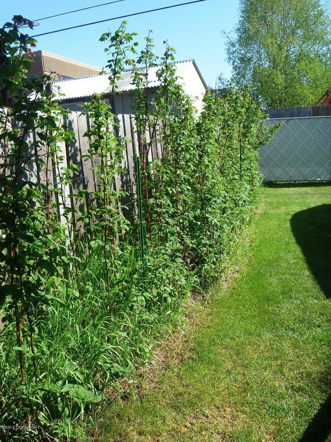 mature raspberries